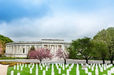 Arlington Anıt Amfi Tiyatrosu, Virginia 'da çiçek açan kiraz ağaçları olan Ulusal Mezarlık mezar taşları üzerinde.