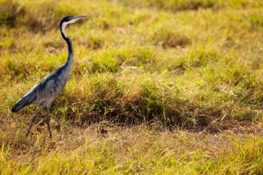 Kenya parkındaki doğal ortamda yürüyen büyük mavi balıkçıl ya da Ardea Herodias