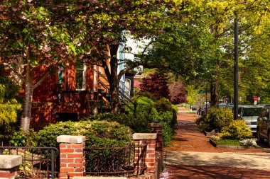 Capitol Hill caddesi manzaralı, Washington DC 'de birçok ağaç var.