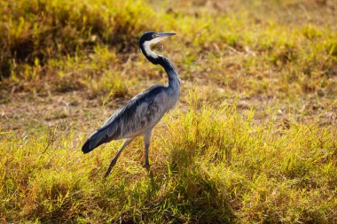Ciconiiformes leyleği Kenya parkındaki Büyük Mavi Balıkçıl veya Ardea Herodias doğal ortamda.