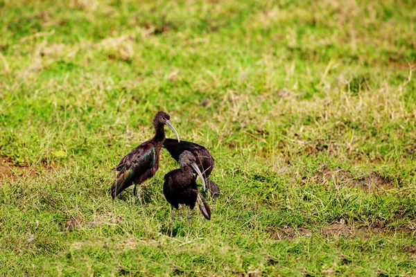 Błyszczący Ibis Brodzący Ptak Jego Rodzina Threskiornithidae Dziczy Afrykańskiego Krajobrazu — Zdjęcie stockowe