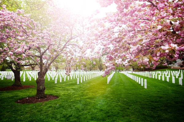 Die Grabsteine Des Arlington National Cemetery Mit Blühenden Kirschbäumen Virginia — Stockfoto