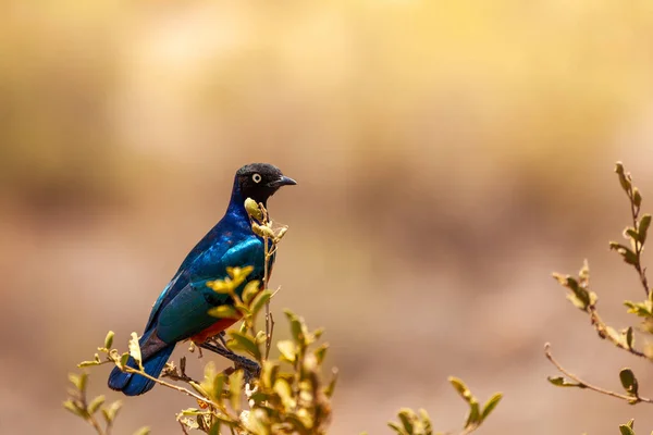 Magnífico Estornino Superbus Lamprotornis Miembro Familia Los Estorninos Aves Anteriormente — Foto de Stock