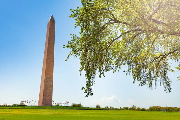 Monumento Washington Terrenos Obelisco Sobre Grama Primavera Com Panorama Arbóreo — Fotografia de Stock