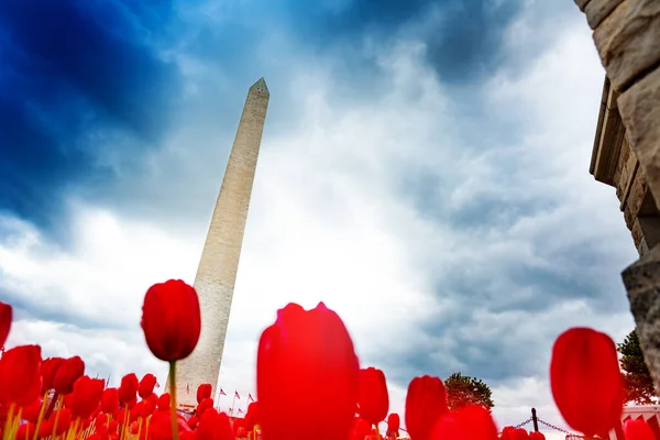 Εθνικό Εμπορικό Κέντρο Washington Μνημείο Οβελίσκος Πίσω Από Τις Τουλίπες — Φωτογραφία Αρχείου