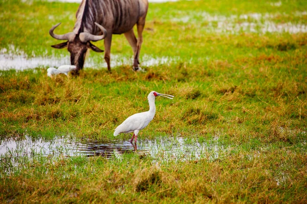 Cigogne Bec Jaune Les Oiseaux Ibis Ont Également Appelé Les — Photo