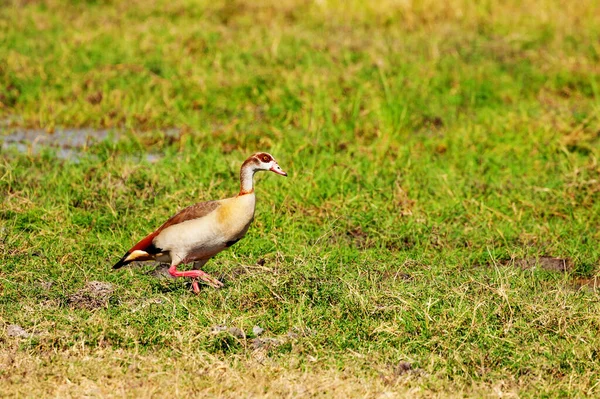 Alopochen Aegyptiaca Lub Egipska Gęś Kenii Naturalnym Środowisku Rezerwatu Parku — Zdjęcie stockowe