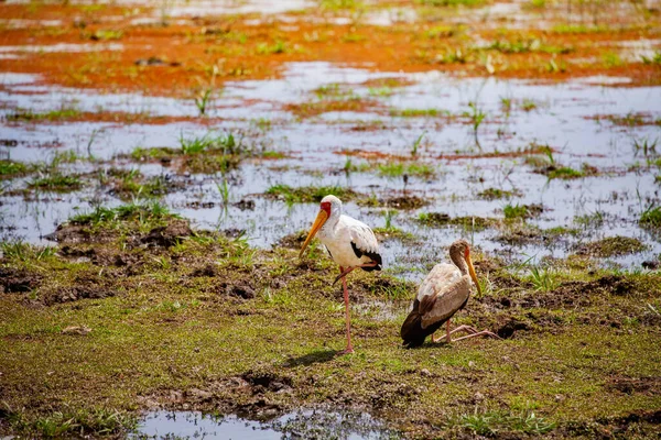 Dwa Bociany Żółtodzioby Ibis Nazywane Także Bocianami Drzewnymi Duże Afrykańskie — Zdjęcie stockowe