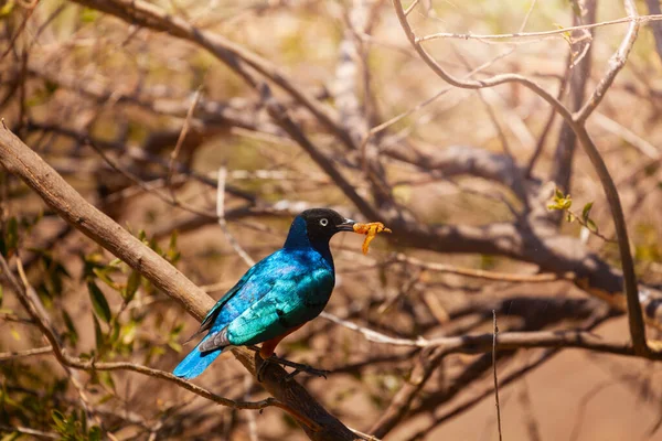 Excelente Pájaro Estornino Superbus Lamprotornis Encaramado Rama Lago Naivasha Kenia — Foto de Stock