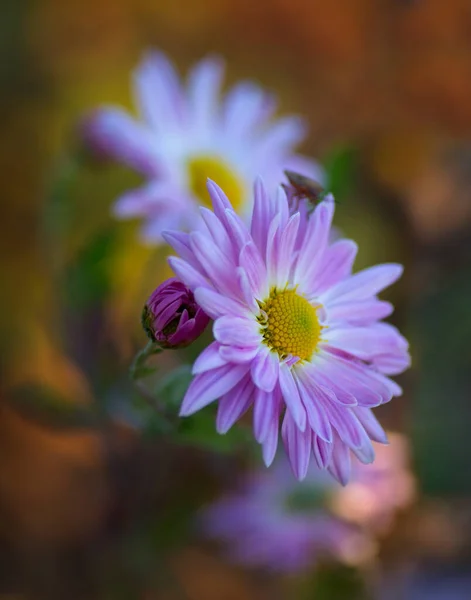 色彩艳丽的植物背景 白色紫色的过山车花的特写 菊花模糊不清 — 图库照片