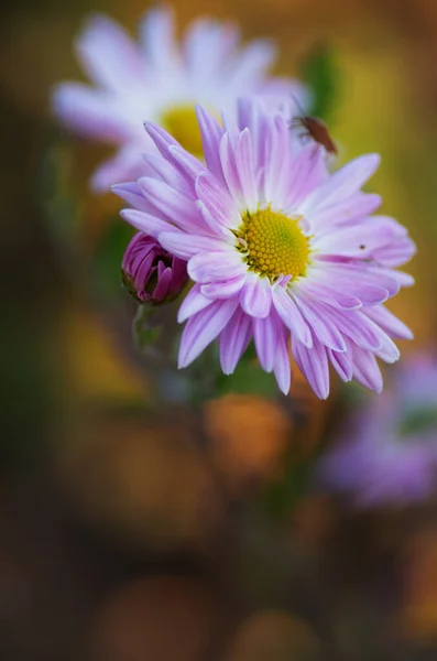 Colorato Sfondo Floreale Bianco Viola Aster Fiori Primo Piano Sfocatura — Foto Stock