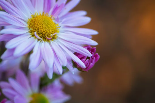 色彩艳丽的植物背景 白色紫色的过山车花的特写 菊花模糊不清 — 图库照片