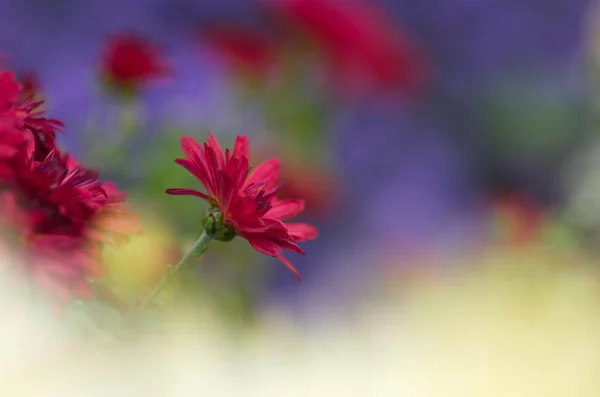 Kolorowe Tło Kwiatowe Czerwony Fioletowy Aster Kwiaty Bliska Rozmycie Chryzantemy — Zdjęcie stockowe