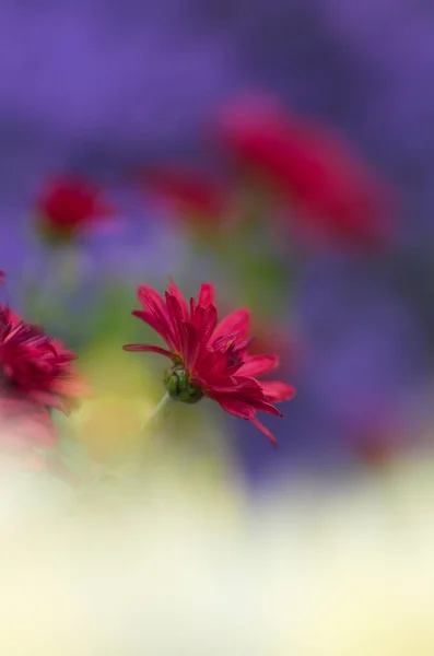 色彩艳丽的植物背景 红色紫色的过山车花关门了 菊花模糊不清 — 图库照片