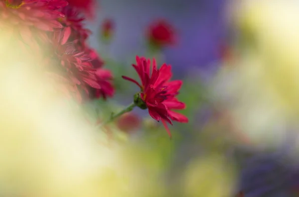 Sfondo Floreale Colorato Fiori Viola Aster Rosso Vicino Sfocatura Crisantemo — Foto Stock