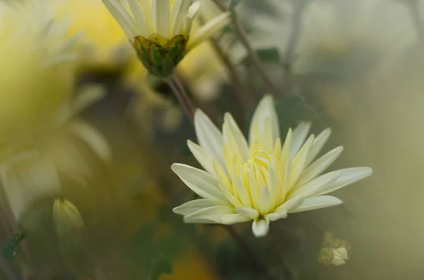 色彩艳丽的植物背景 白色的过山车花关闭 菊花模糊不清 — 图库照片