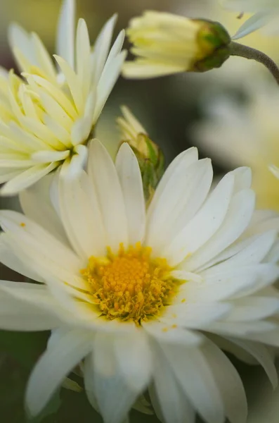 Fondo Floral Colorido Flores Blancas Aster Cerca Desenfoque Crisantemo — Foto de Stock