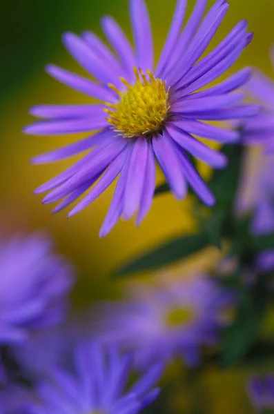 Kolorowe Tło Kwiatowe Niebieski Fioletowy Aster Kwiaty Bliska Rozmycie Chryzantemy — Zdjęcie stockowe