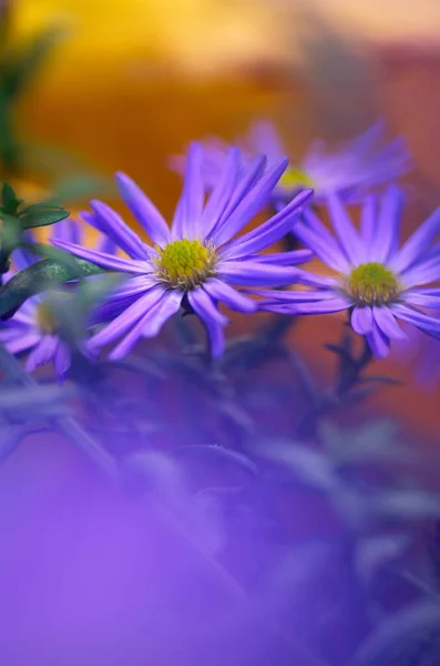 Colorful Floral Background Blue Purple Aster Flowers Close Chrysanthemum Blur — Stock Photo, Image