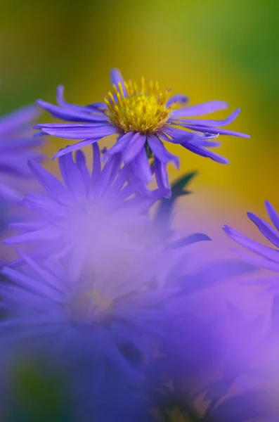 色彩艳丽的植物背景 蓝色紫色的过山车花特写 菊花模糊不清 — 图库照片