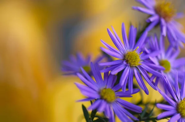 色彩艳丽的植物背景 蓝色紫色的过山车花特写 菊花模糊不清 — 图库照片