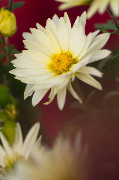 色彩艳丽的植物背景 白色的过山车花关闭 菊花模糊不清 — 图库照片