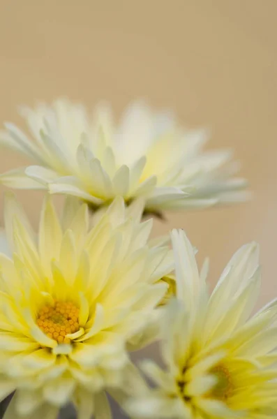 色彩艳丽的植物背景 白色的过山车花关闭 菊花模糊不清 — 图库照片