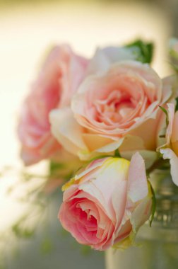 Pembe güller buketi yakın, bulanık, yumuşak odaklı, bokeh. Bahçedeki güzel pembe gül