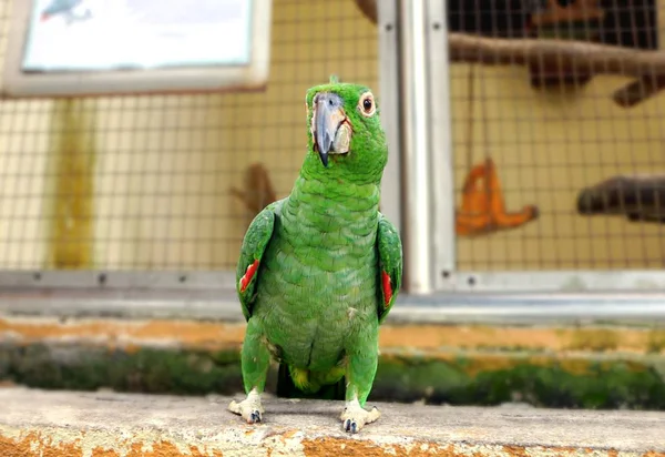 Papagaio Fazendo Gesto Engraçado Corpo — Fotografia de Stock