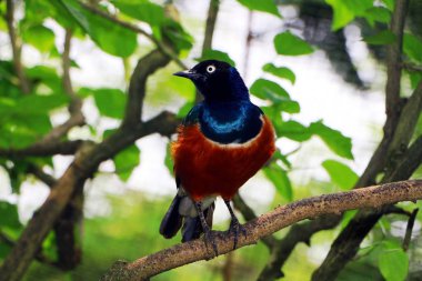 Süper Starling seçici odak duran ağaç dalı ile (Lamprotornis superbus kadar) kapatmak.