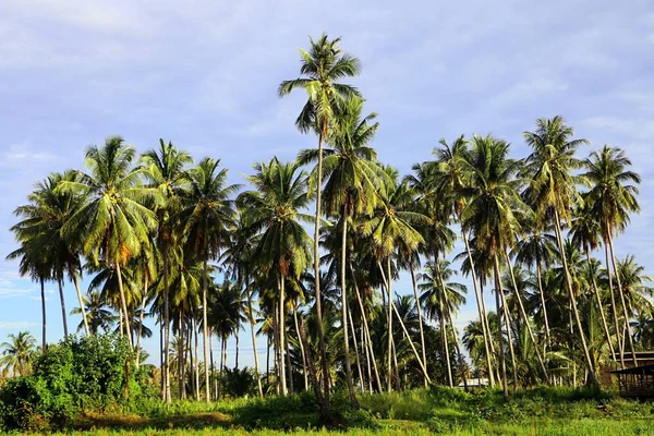 Belle Ferme Cocotiers Pantai Tok Bali Bachok Kelantan — Photo