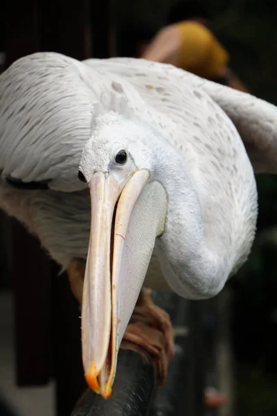 훌륭한 펠리컨 Pelecanus Onocrotalus 알려진 화이트 펠리컨은 Pelecanidae 가족을 물새의 — 스톡 사진