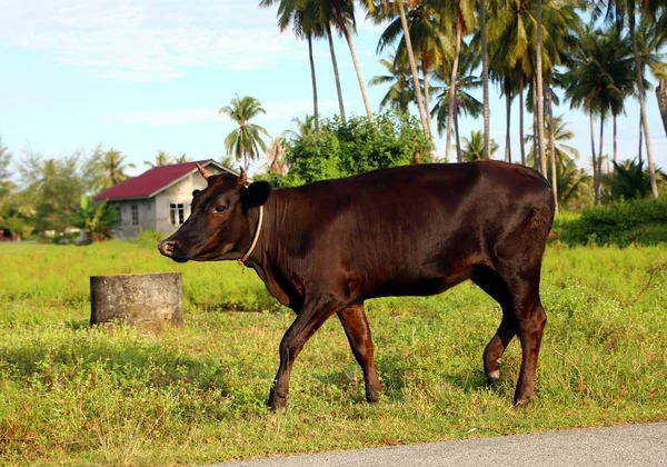 Cow Walking Countryside — Stock Photo, Image