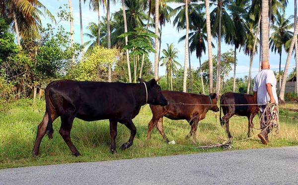 Man Walking His Cows Rural Area Bachok Kelantan — Stock Photo, Image