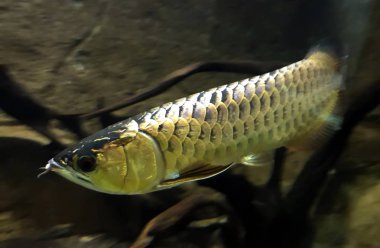 Tatlı su kemikli balıklar Osteoglossidae, olarak da bilinen bonytongues ailesinin arowanas vardır.