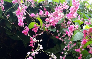 Antigonon leptopus, Meksikalı sarmaşık, mercan asma, arı saldırısı (içinde en Karayip Adaları) veya San Miguelito asma bilinen.
