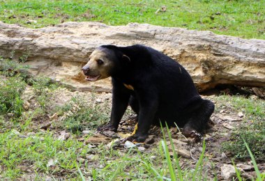 Malaya Güneş ayı ya da Helarctos malayanus yakın, Güneydoğu Asya'nın tropikal orman alanları meydana gelen bir ayı türü olduğunu.