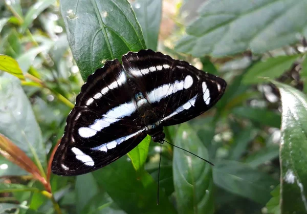 Athyma Kanwa Rod Štětec Footed Motýlů Jsou Běžně Označovány Jako — Stock fotografie