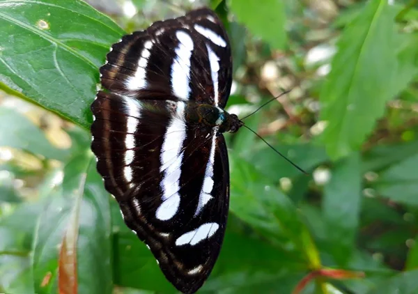 Athyma 烟台是一只刷脚蝴蝶的属 他们通常被称为 点破折号军士 — 图库照片