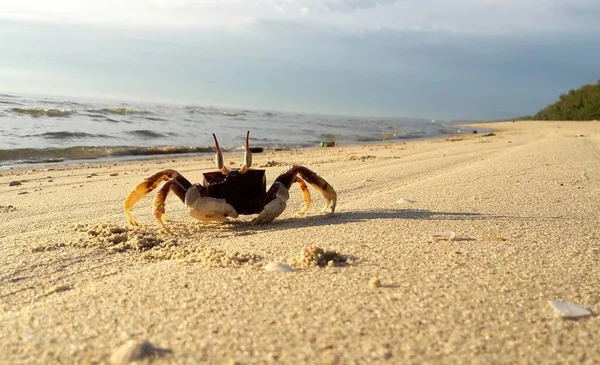 Crabe Fantôme Cornu Sur Sable Plage — Photo