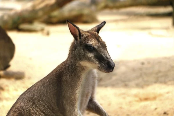Macropus Agilis Também Conhecido Como Wallaby Arenoso Uma Espécie Wallaby — Fotografia de Stock