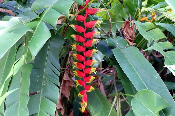 Heliconia Rostrata Olarak Bilinen Asılı Istakoz Pençe Veya Yanlış Cennet — Stok fotoğraf