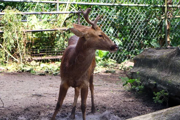 Barasingha Duvaucelii Syn Cervus Duvaucelii Também Chamado Veado Pântano — Fotografia de Stock