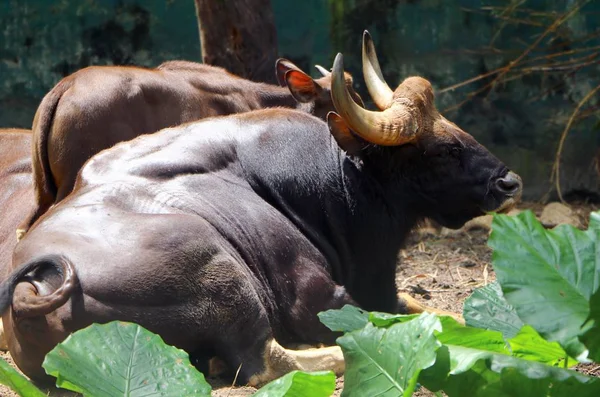 Indiai Gaur Bos Gaurus Más Néven Indiai Bison Legnagyobb Élő — Stock Fotó