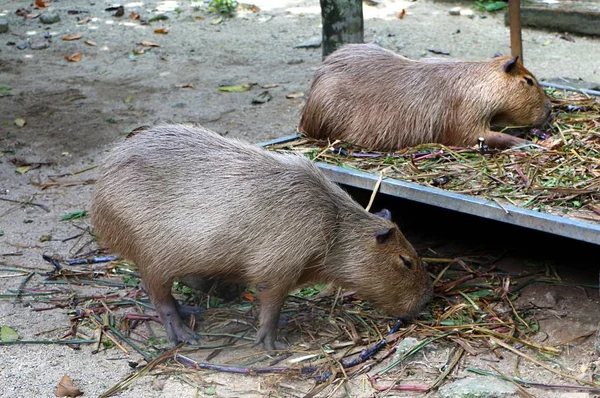 Capibara Hydrochoerus Hydrochaeris Mammifero Originario Del Sud America Più Grande — Foto Stock