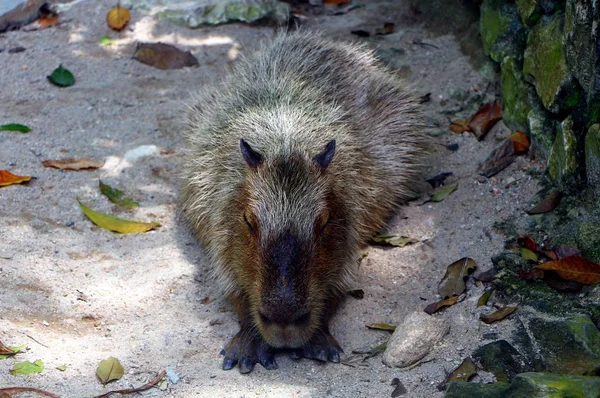 Kapybara Hydrochoerus Hydrochaeris Savec Který Původem Jižní Ameriky Největší Životní — Stock fotografie