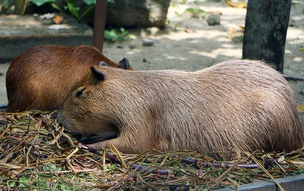 カピバラ Hydrochoerus Hydrochaeris 南米原産の哺乳類です それは 世界で最大の生きているネズミです — ストック写真