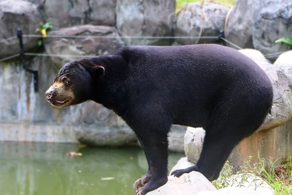 Malayan sun bear or Helarctos malayanus in close up, is a bear species occurring in tropical forest habitats of Southeast Asia.