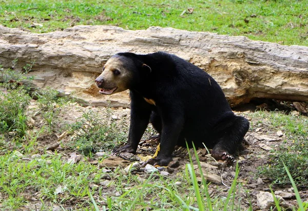 Oso Sol Malayo Helarctos Malayanus Primer Plano Una Especie Oso —  Fotos de Stock