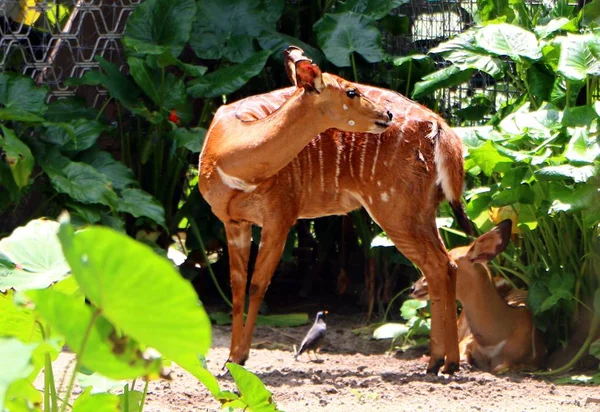 Nyala Tragelaphus Angasii Egy Dél Afrikában Őshonos Spirál Szarvú Antilop — Stock Fotó